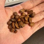 浅煎り豆の良さや魅力をバリスタが解説