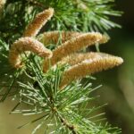 花粉症を緩和する唯一の方法は早目に薬を飲む事だけ