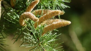 花粉症歴30年の自分が症状を緩和できた誰でもできるたった一つの方法を紹介!